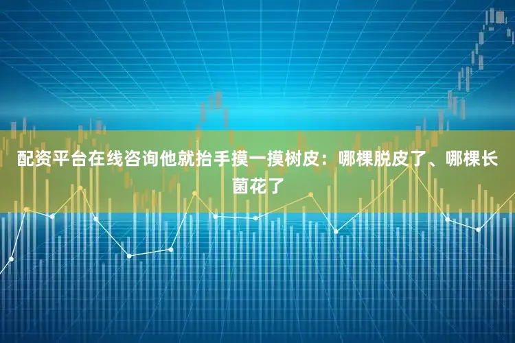 配资平台在线咨询他就抬手摸一摸树皮：哪棵脱皮了、哪棵长菌花了